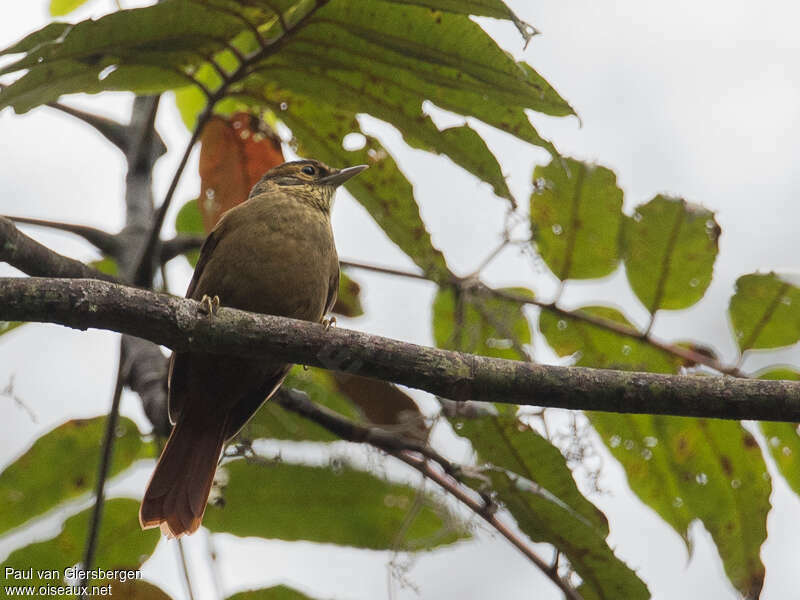 Scaly-throated Foliage-gleaner, identification