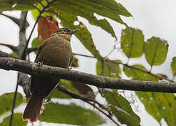 Scaly-throated Foliage-gleaner