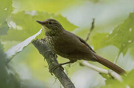 Buff-browed Foliage-gleaner