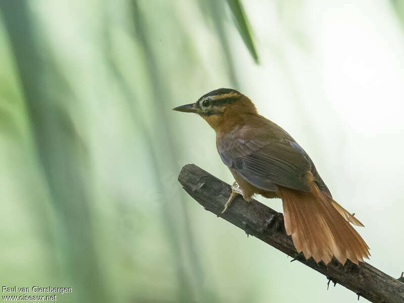 Anabate à tête noireadulte, identification