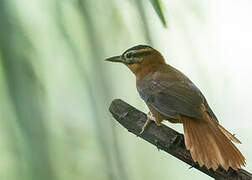 Black-capped Foliage-gleaner