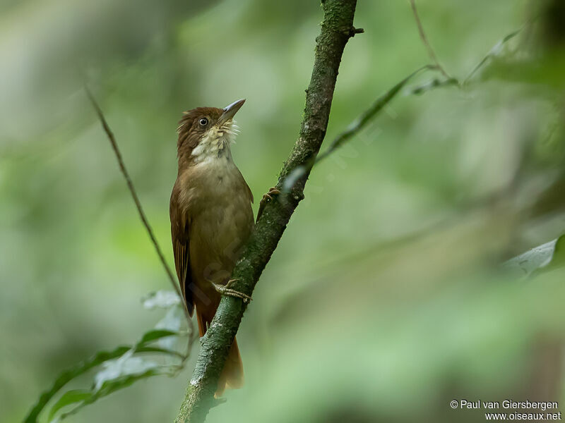 White-eyed Foliage-gleaner