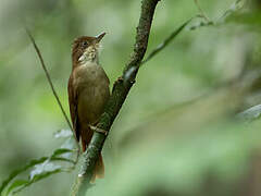 White-eyed Foliage-gleaner