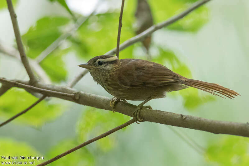 White-browed Foliage-gleaneradult, identification