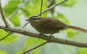 White-browed Foliage-gleaner