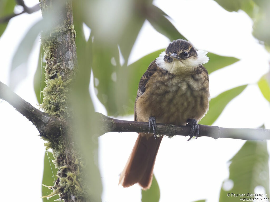 Streaked Tuftedcheekadult