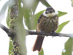 Streaked Tuftedcheek