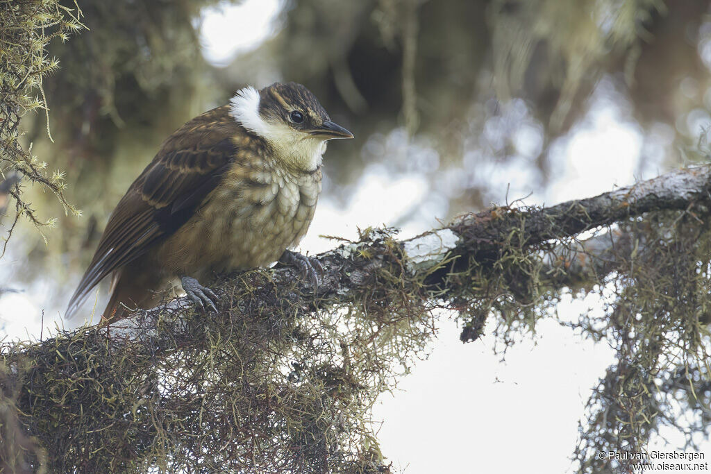 Streaked Tuftedcheekadult