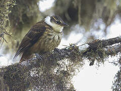 Streaked Tuftedcheek