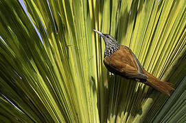 Point-tailed Palmcreeper