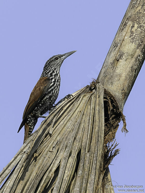 Point-tailed Palmcreeperadult