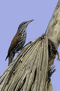 Point-tailed Palmcreeper