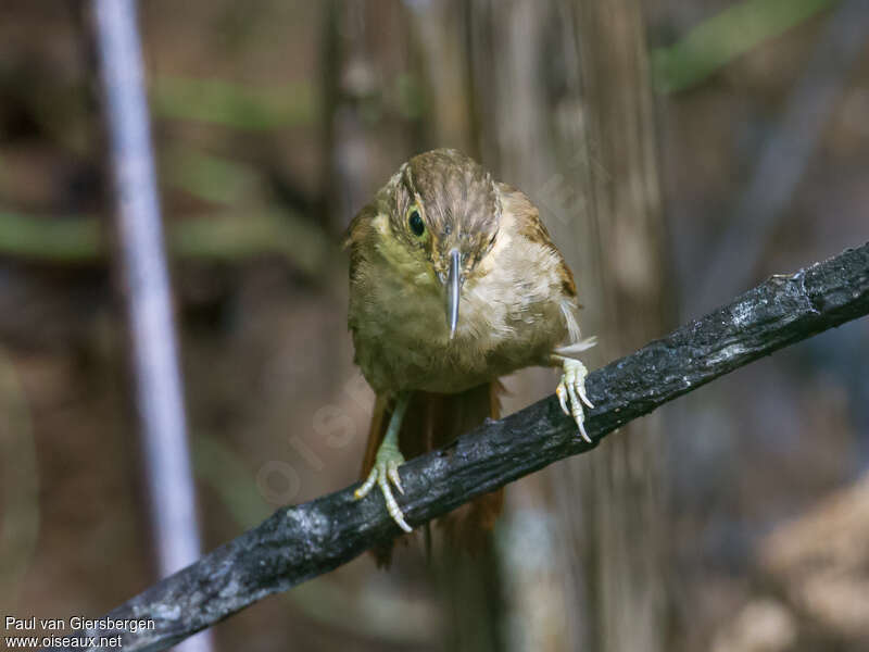 Chiriqui Foliage-gleaneradult, close-up portrait