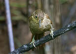 Anabate du Chiriqui