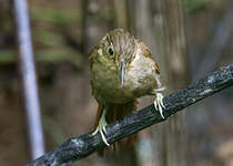 Anabate du Chiriqui