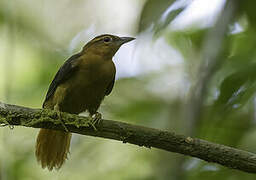 Cinnamon-rumped Foliage-gleaner