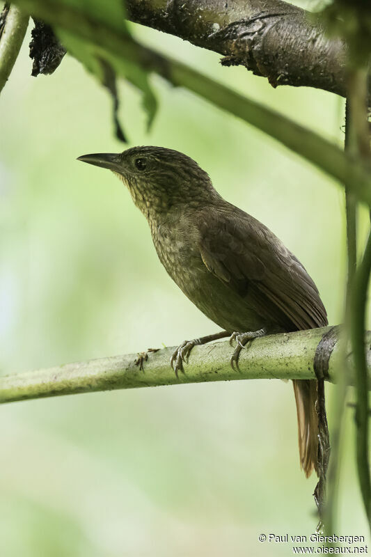 Western Woodhaunteradult