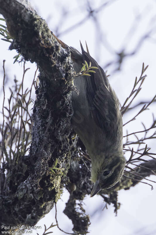 Rufous-tailed Foliage-gleaneradult, identification