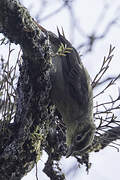 Rufous-tailed Foliage-gleaner