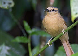 Buff-fronted Foliage-gleaner