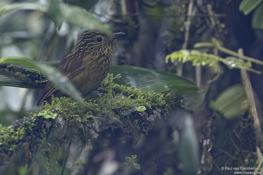 Striped Treehunteradult