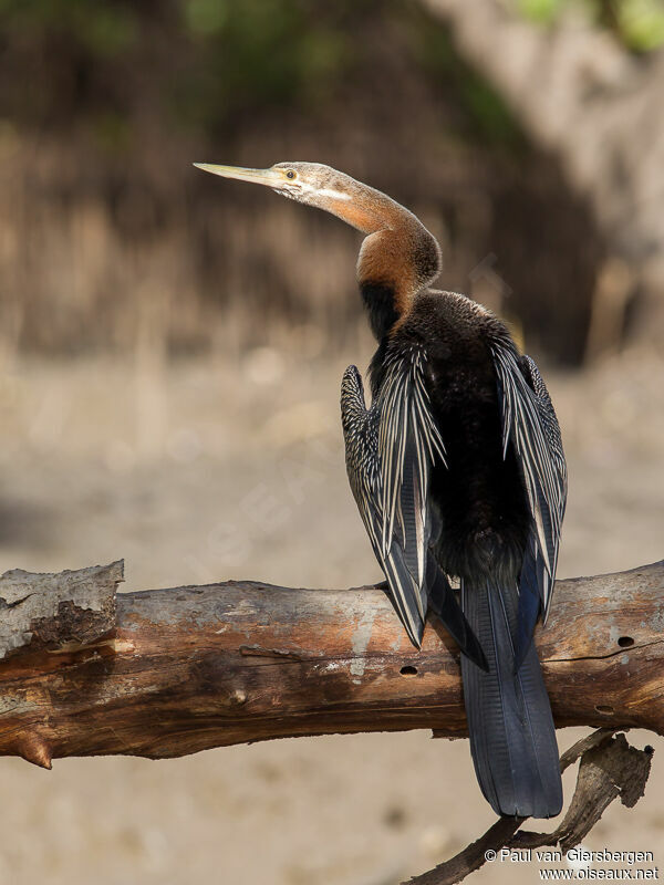 Anhinga d'Afriqueadulte