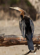 African Darter