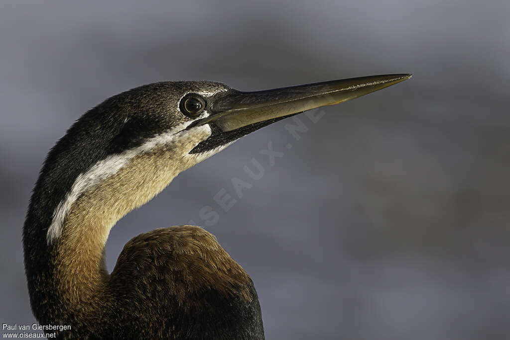 Anhinga d'Afriqueadulte