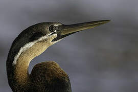 Anhinga d'Afrique