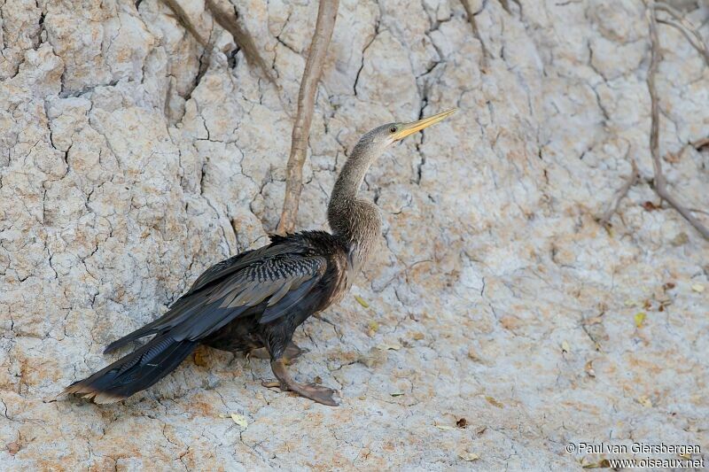 Anhinga