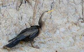 Anhinga d'Amérique