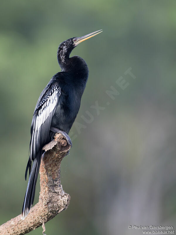 Anhinga d'Amérique mâle adulte