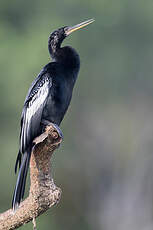 Anhinga d'Amérique