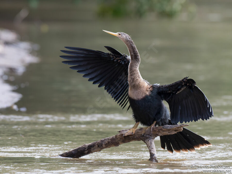 Anhinga female adult