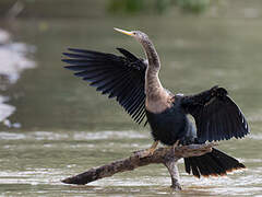 Anhinga d'Amérique