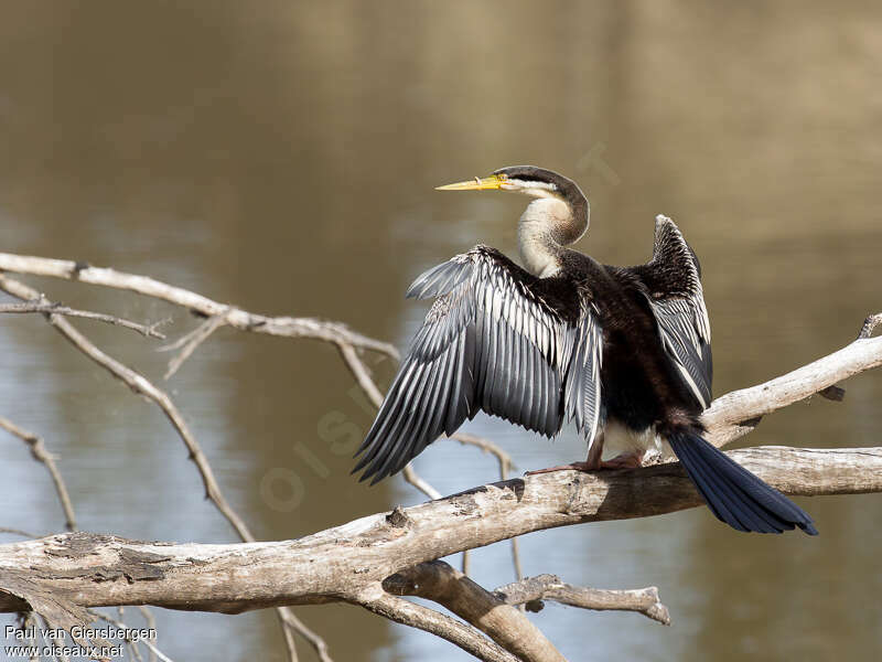 Australasian Darter female, Behaviour