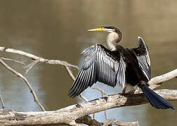 Anhinga d'Australie