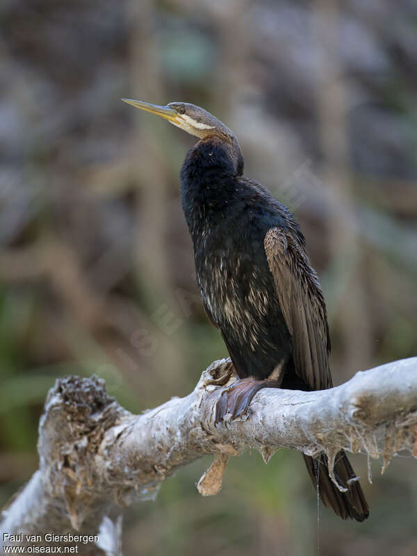 Anhinga d'Australie mâle adulte transition, Comportement