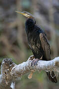 Anhinga d'Australie