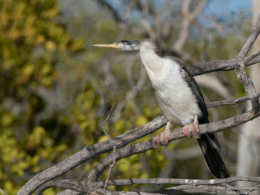 Anhinga d'Australie femelle adulte