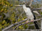 Anhinga d'Australie