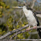 Anhinga d'Australie
