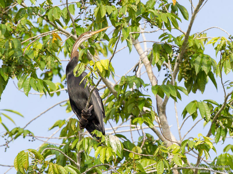 Anhinga roux