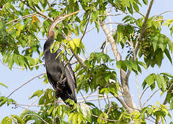 Anhinga roux