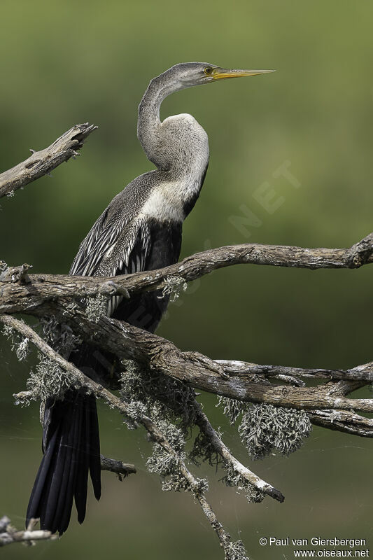 Anhinga rouxadulte