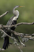 Oriental Darter