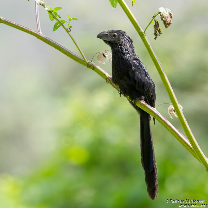 Groove-billed Ani