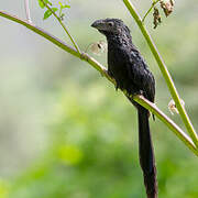 Groove-billed Ani