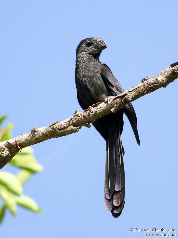 Groove-billed Ani