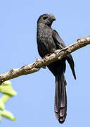 Groove-billed Ani